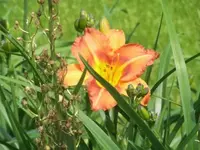 Bilda678.webp
