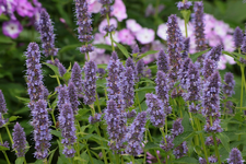 Agastache Blue Fortune_purple_grün_900.webp