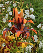 Lilien_Tango_gelb_orange_Malve_weiss_700.webp