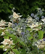 Rispenh_WimsRed_blaue Edeldistel_900.webp
