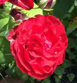 image.webp