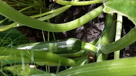 20160717_112725.jpg