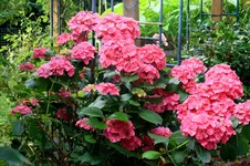 IMG_1035.jpg