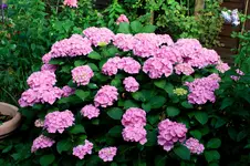 IMG_1037.webp