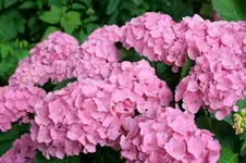 IMG_1060.JPG