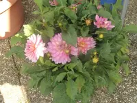 DSCI0986.webp