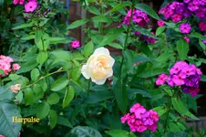 IMG_1056.webp