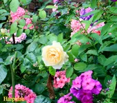IMG_1066.webp