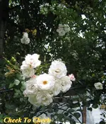 IMG_6578.webp