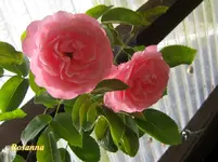 IMG_6583.webp