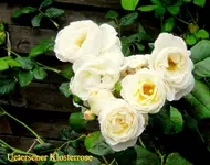 IMG_6603.webp