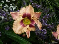 P1120650.webp