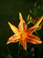 DSCI4256.webp