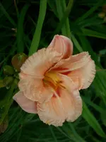 DSCI4254.webp