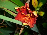 DSCI4264.webp