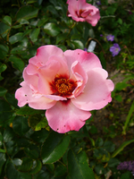 P1120627.webp