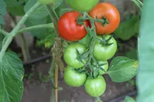 IMG_9970.jpg