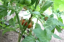 IMG_0005.jpg