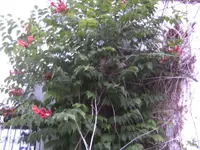BILD5390.webp