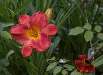 IMG_4095.webp