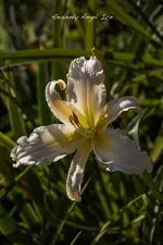 IMG_4119-3.webp