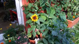20160718_175516.webp