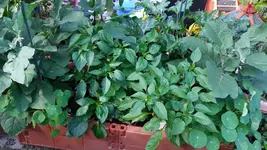 20160718_175600.webp