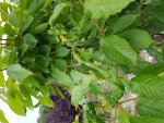 20160718_154645.jpg