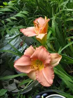 rot tr_576x768.webp