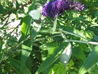 005.webp