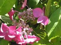 006.webp