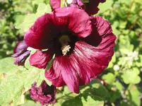 011.webp