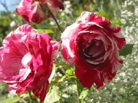 014.webp