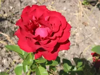 015.webp