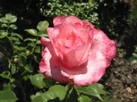 016.webp