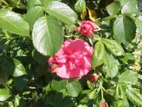 Bilda869.webp