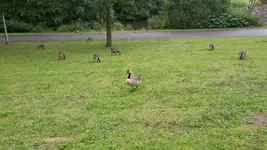 Gänse.jpg