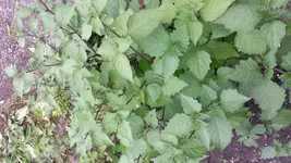 20160717_185249.webp