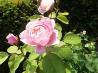 Bilda752.webp