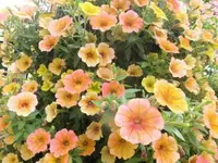 Bilda1388.webp