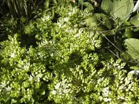 BILD5340.webp