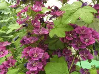 BILD5347.webp