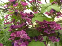 BILD5348.webp