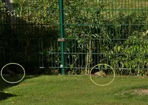 zwei juvenile Grünspechte_eingekreist.webp