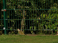 juveniler Grünspecht2_900.webp