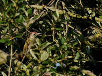juveniler Grünspecht1_900.webp