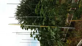 20160719_101154.webp