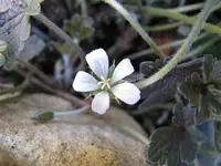 geranium sanne _.webp