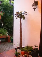 Madagaskarpalme.webp
