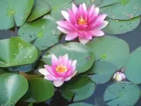 Bilda1537.webp